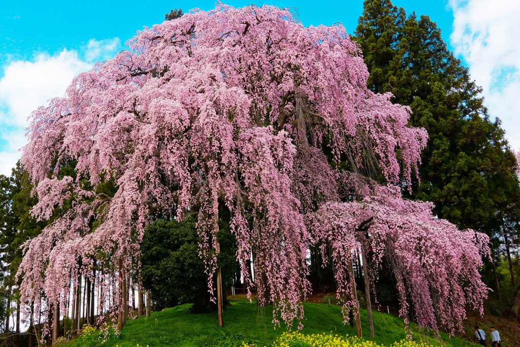 桜花爛漫