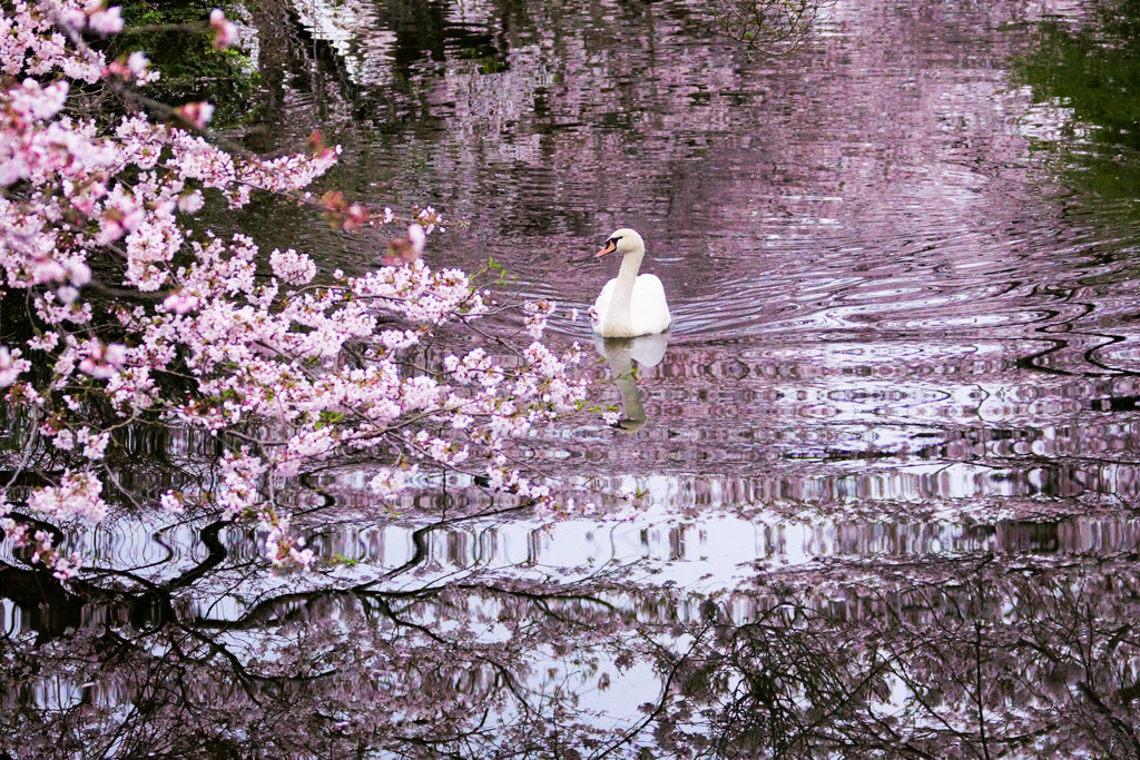 スワンの花見