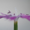 花　キューピット