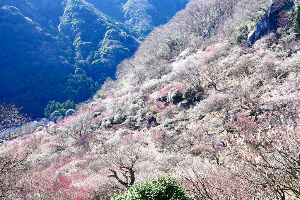 梅の宴