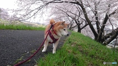 桜も良いけど気になる公園