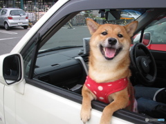 箱乗り犬