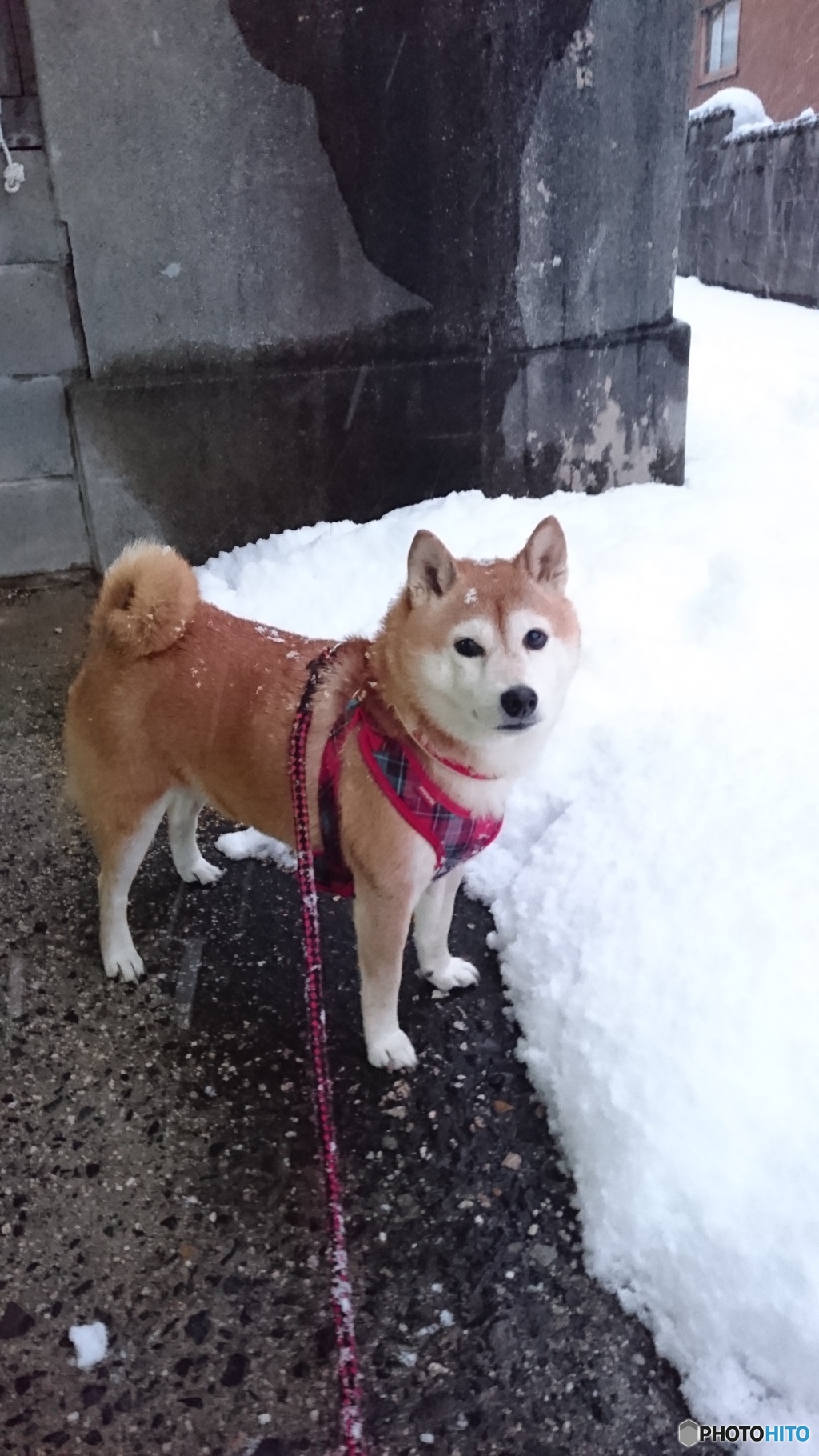 こんな雪見たことないよ、散歩行くの！！