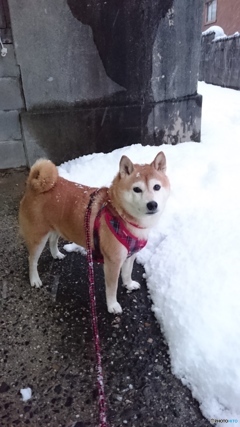 こんな雪見たことないよ、散歩行くの！！