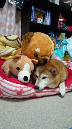 クッキーはぬいぐるみじゃないよ～！