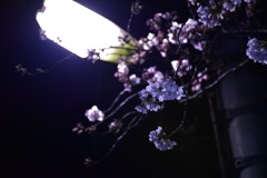 夜桜