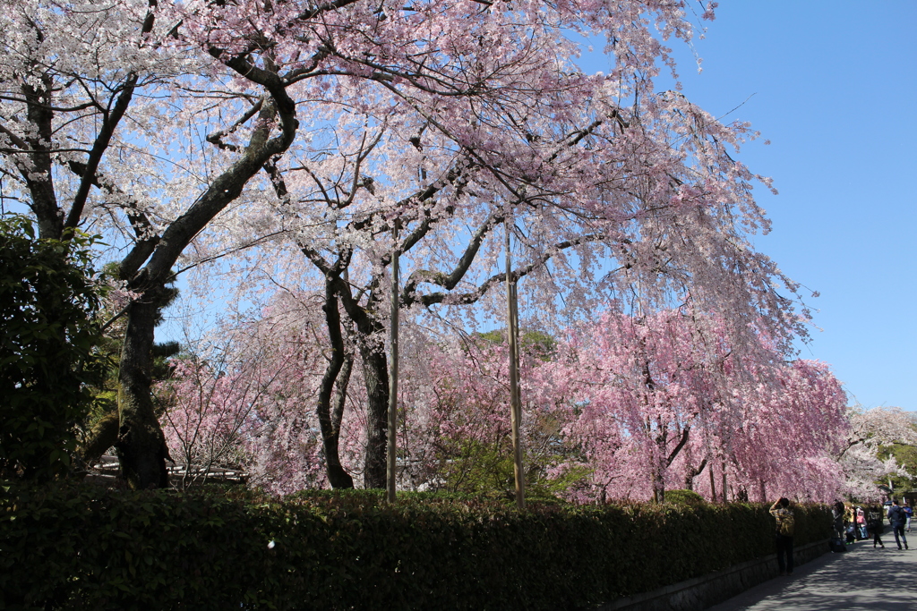 南禅寺界隈別荘の桜