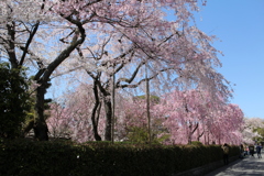 南禅寺界隈別荘の桜