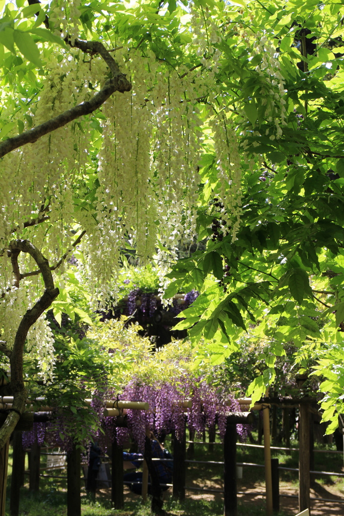 春日大社神苑　萬葉植物園