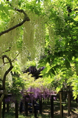 春日大社神苑　萬葉植物園