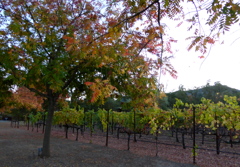 Yountville