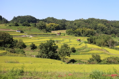 稲渕の棚田