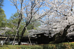 南禅寺界隈別荘の桜
