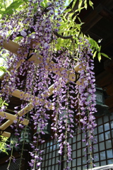 春日大社　砂ずりの藤
