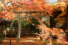 蓮華寺