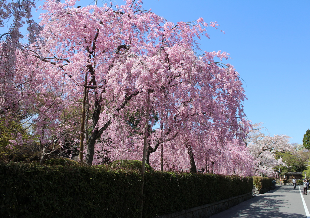 南禅寺界隈別荘の通り