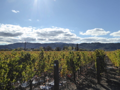Opus One Winery