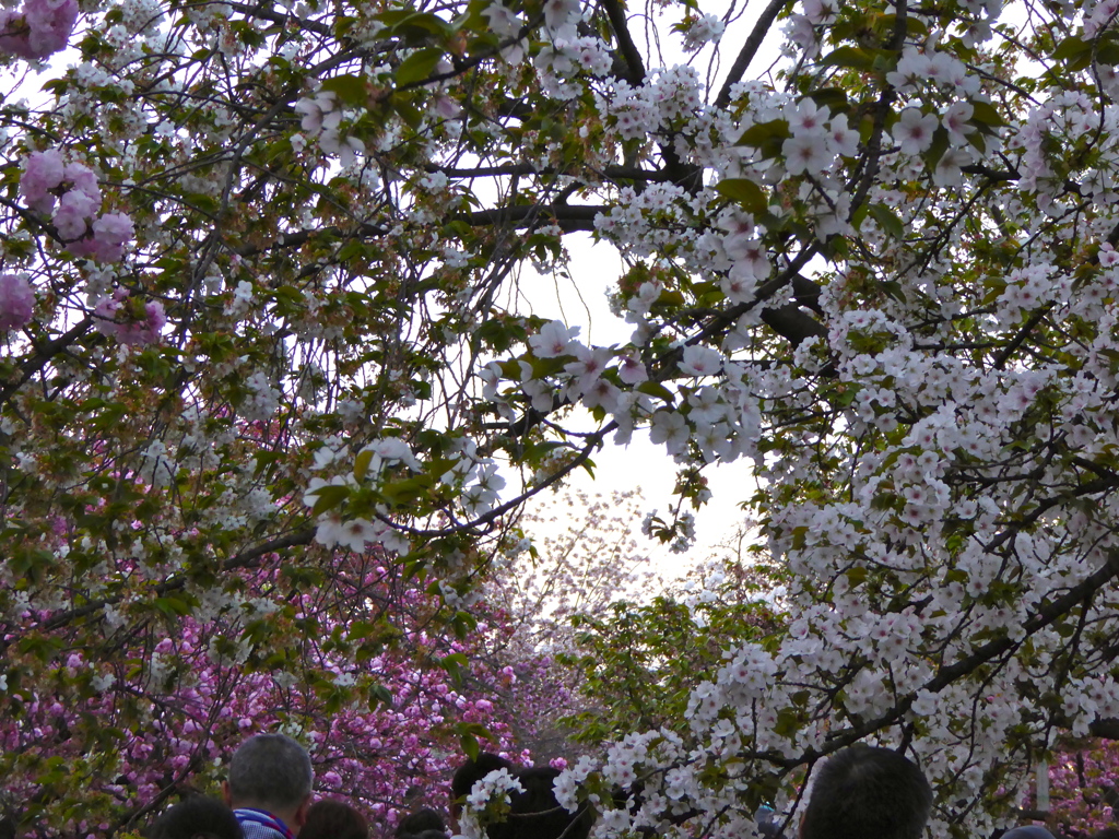 造幣局　桜の通り抜け