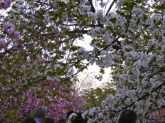 造幣局　桜の通り抜け