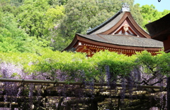春日大社　砂ずりの藤