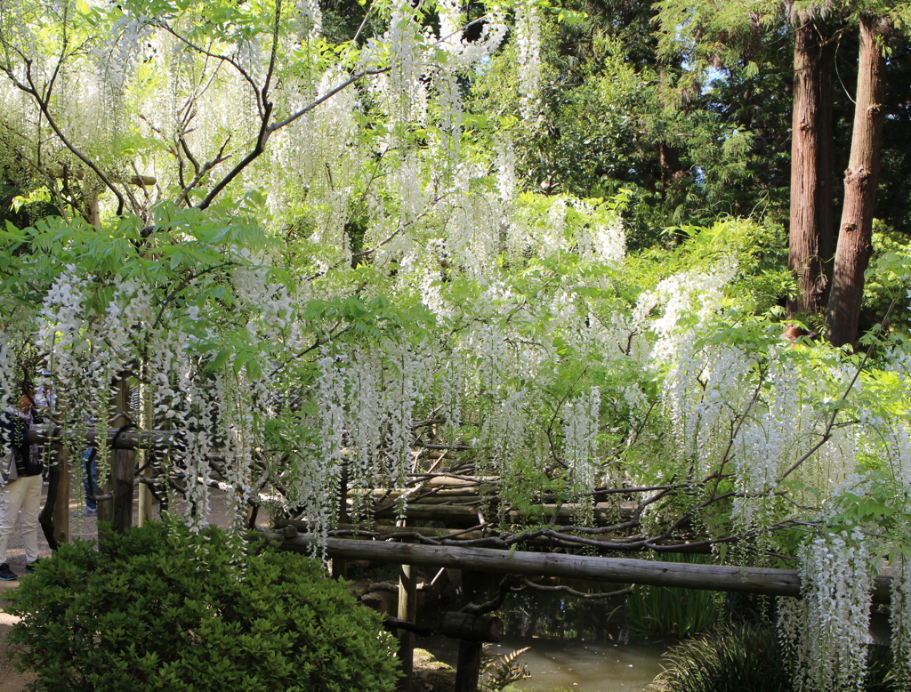 春日大社神苑　萬葉植物園
