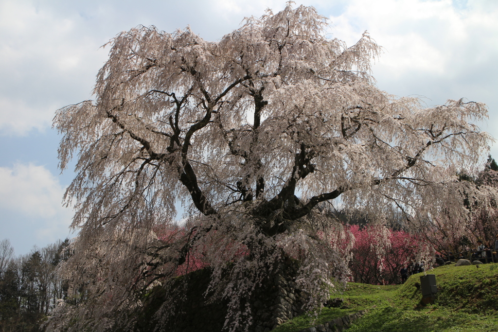 本郷の瀧桜（又兵衛桜）