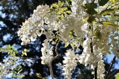 春日大社神苑　萬葉植物園