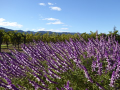 HALL WINES