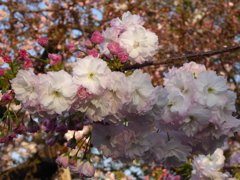 造幣局　桜の通り抜け