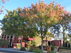 Yountville