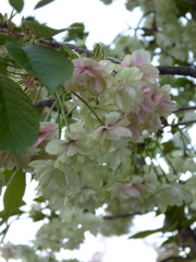 造幣局　桜の通り抜け