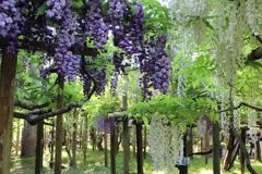春日大社神苑　萬葉植物園
