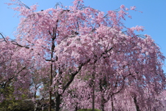 南禅寺界隈別荘の桜