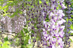 春日大社神苑　萬葉植物園