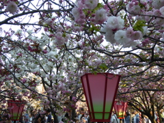 造幣局　桜の通り抜け