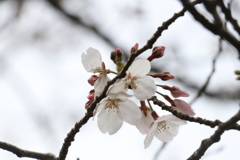 平和台公園のさくら。