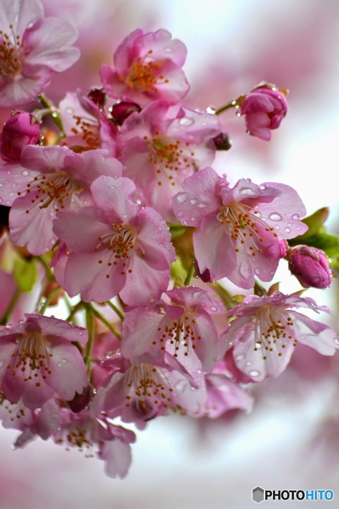 雨桜