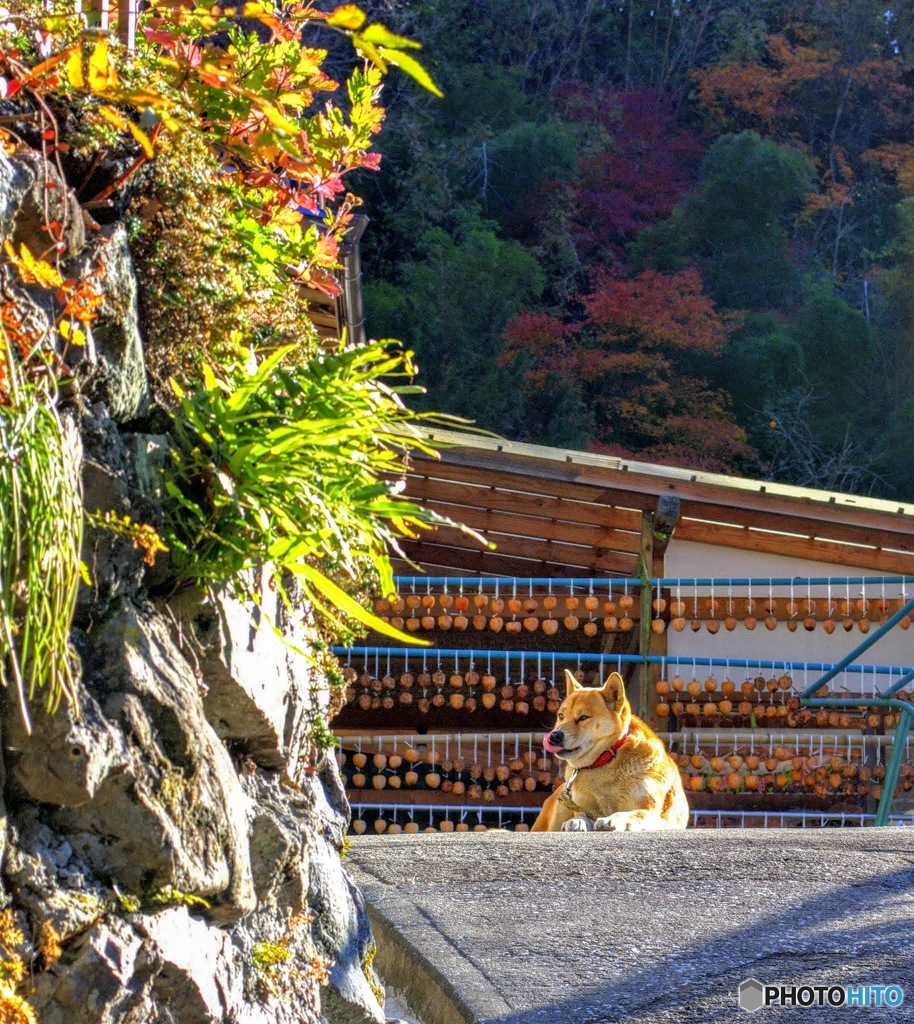 秋のひと時