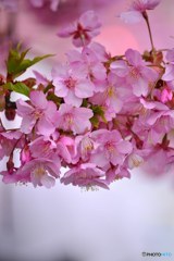 三浦の桜