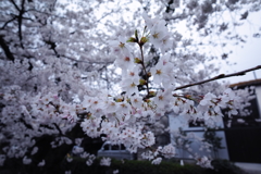 曇り桜