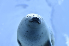 天使の微笑み