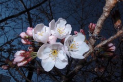 八分咲きの桜
