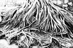 Roots_2