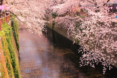 目黒川と桜。