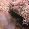 目黒川と桜。