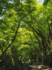 新緑〜鶏足寺〜