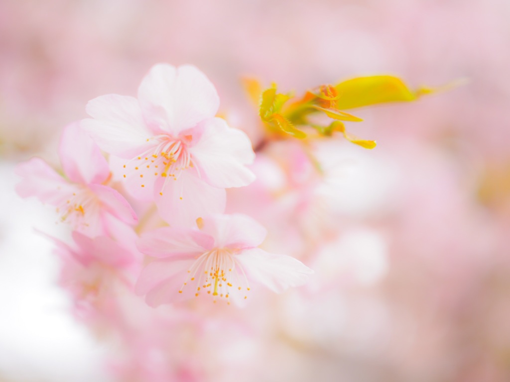 河津桜