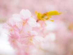 河津桜