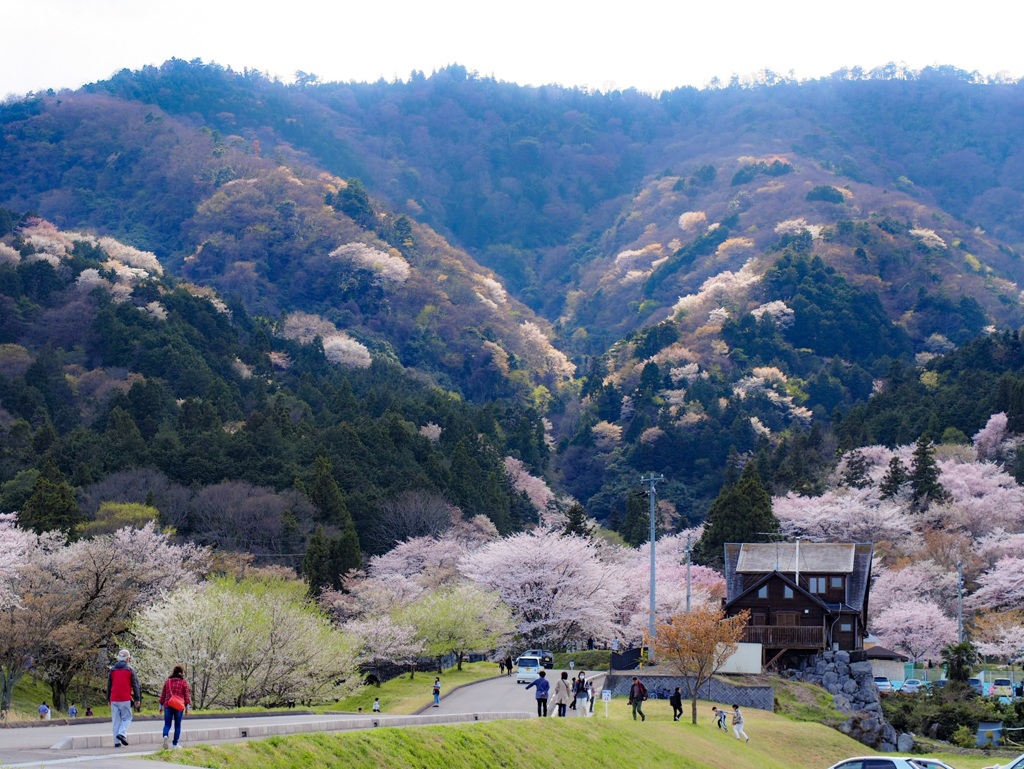 プチ吉野 〜岐阜池田山から〜