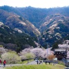 プチ吉野 〜岐阜池田山から〜